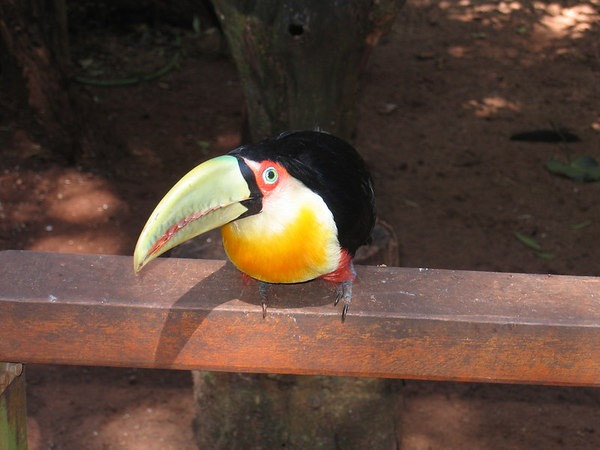 brazil-bird