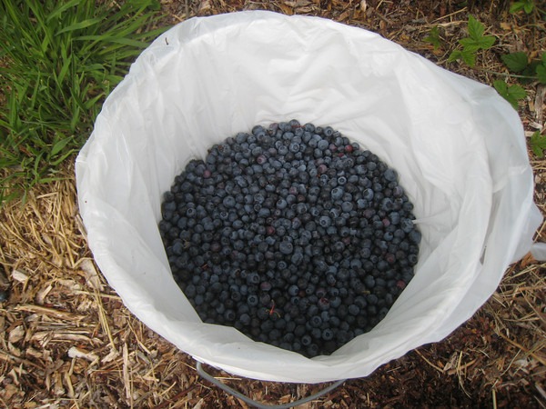 blueberries-2