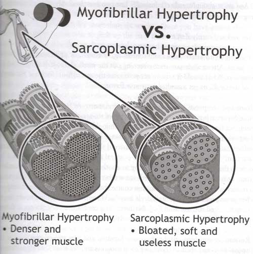 2-types-of-muscle-growth500 2-types-of-muscle-growth500