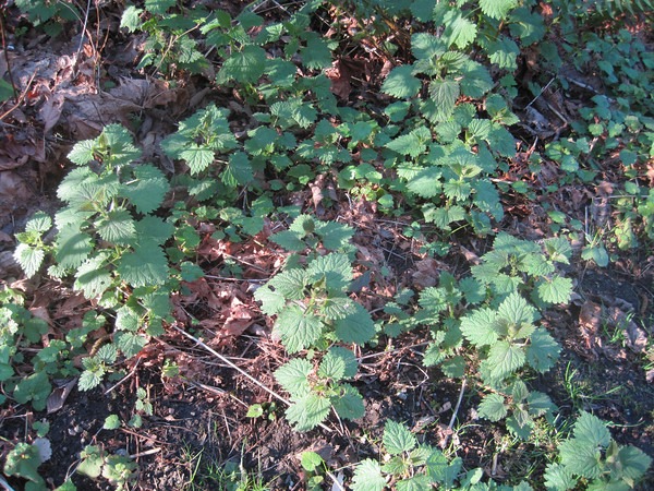 nettles-1