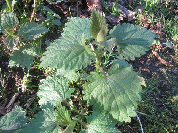 nettles-2