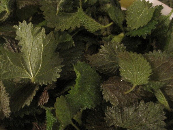 nettles-3