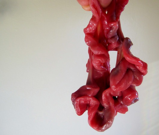 pig-uterus-raw