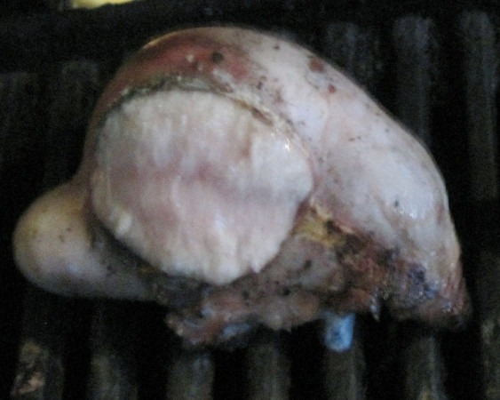 grilled-testicles