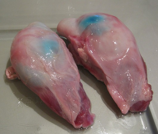 icelandic-sheep-testicles