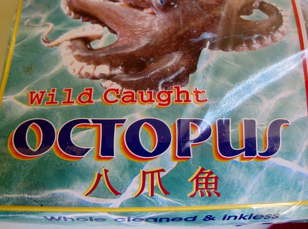 wild-octopus