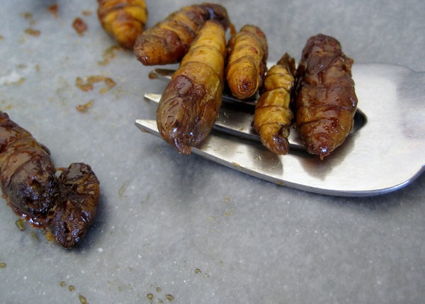 candied-bugs-finished