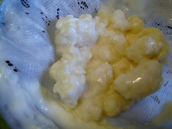 kefir-grains-filtered