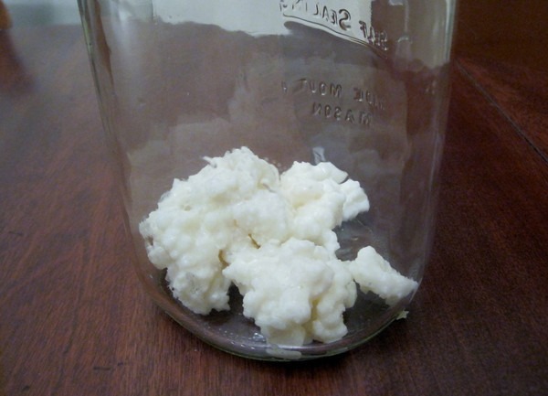 kefir-grains