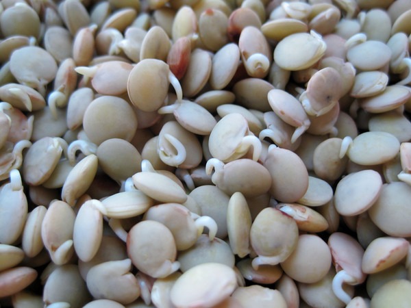 soak-sprout-lentil