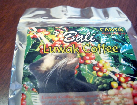 bali-luwak
